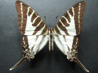 Graphium aristeus parmatus - Adult